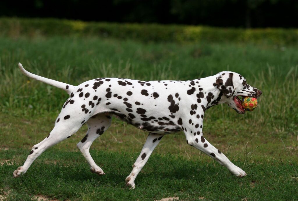 Dalmatian Habitat