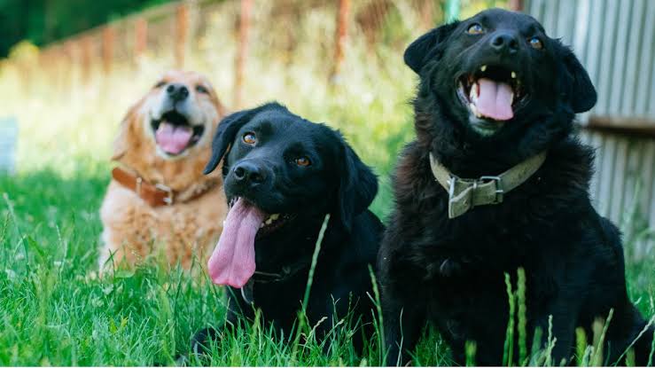 Black Golden Dog