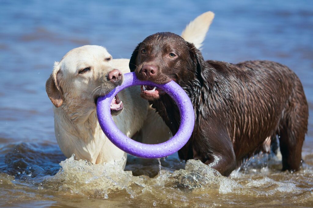 Labrador Retriever Habitat