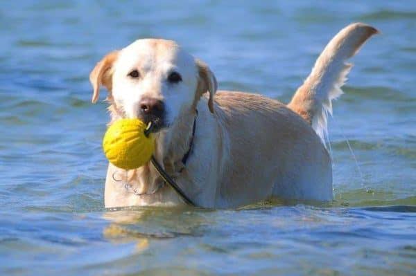 Labrador Retriever Habitat