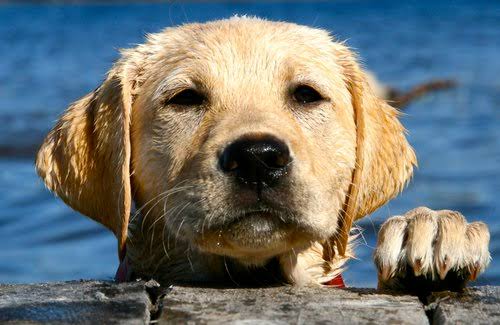 Labrador Retriever Habitat