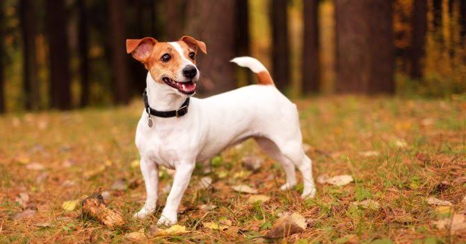 Jack Russell Habitat