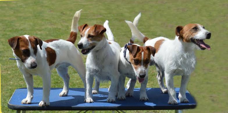 Jack Russell Habitat