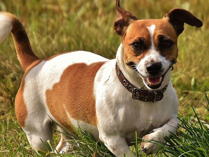 Jack Russell Habitat