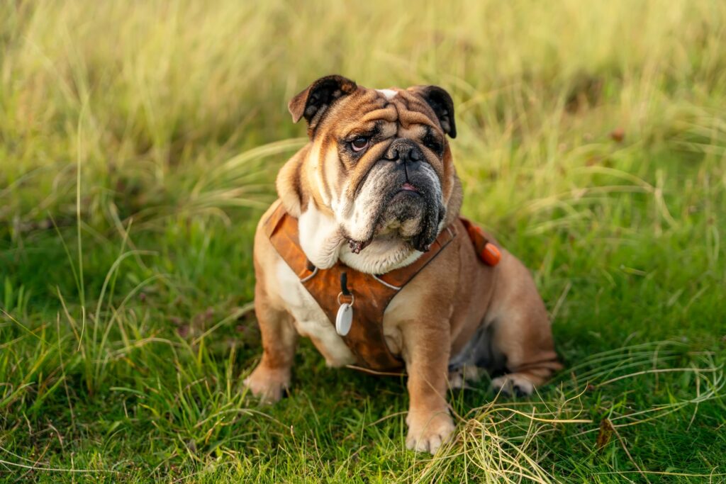 English Bulldog Habitat