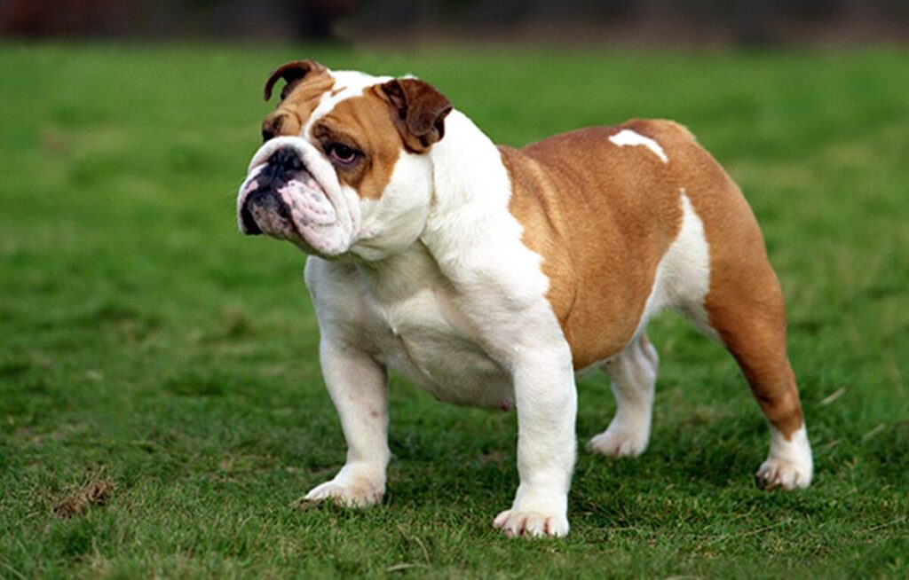 English Bulldog Habitat