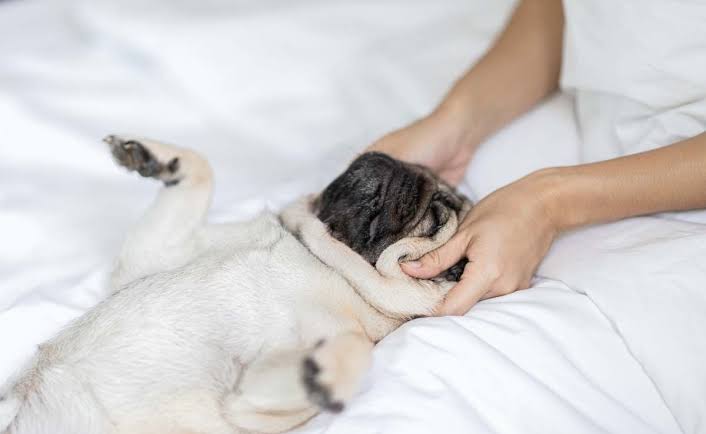 Dog Massager