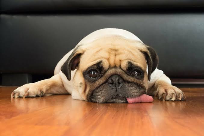 Why Do Dogs Lick The Floor?