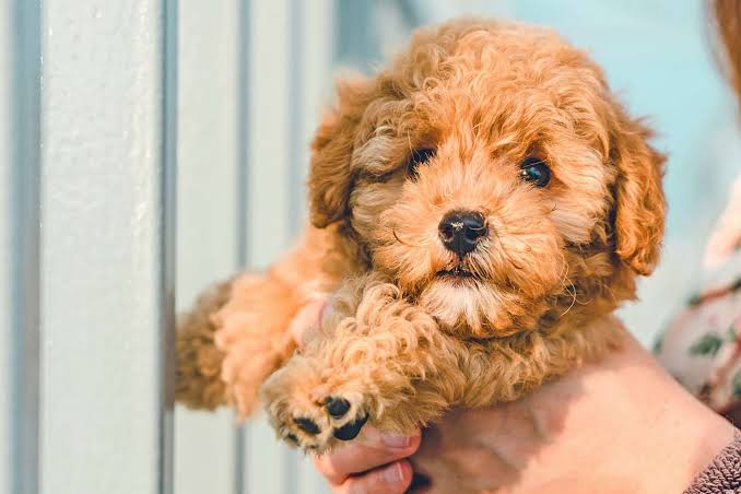 Cavapoo Hypoallergenic