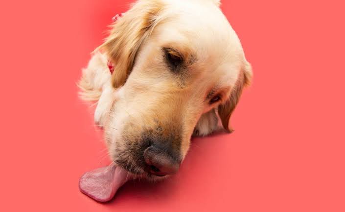 Why Do Dogs Lick The Floor?