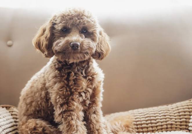 Cavapoo Hypoallergenic