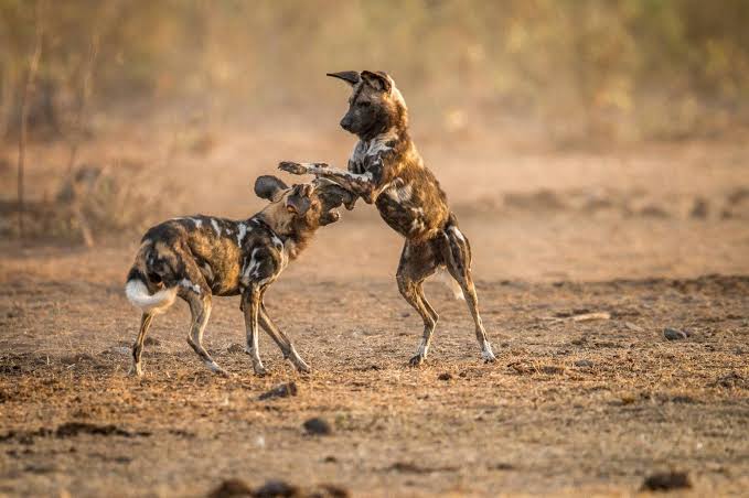 What is wild dog habitat?