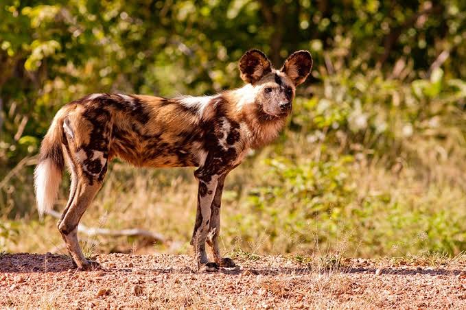 What is wild dog habitat?