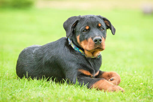 Rottweiler Habitat