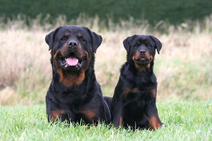 Rottweiler Habitat