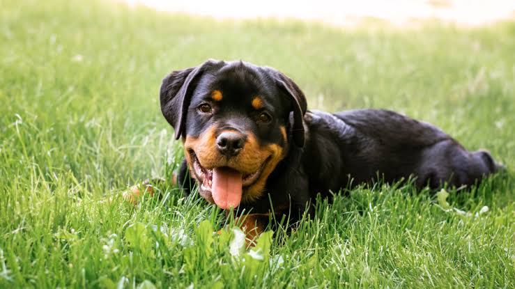 Rottweiler Habitat