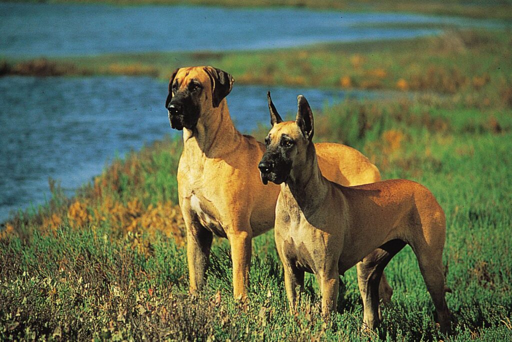 Great Dane Habitat