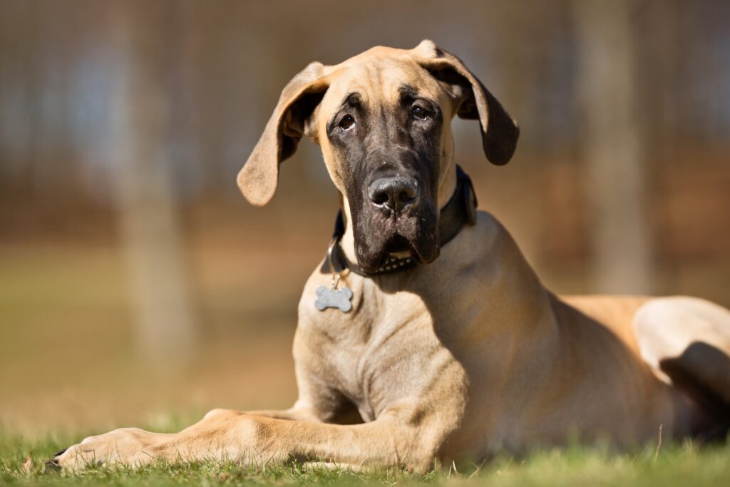 Great Dane Habitat