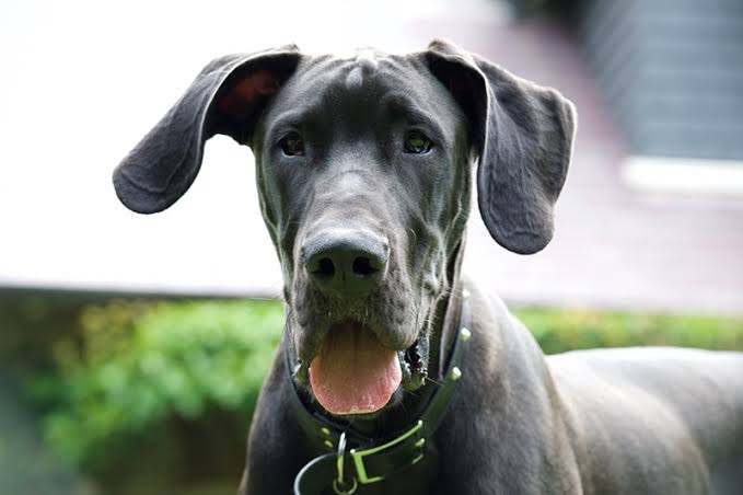 Great Dane Habitat