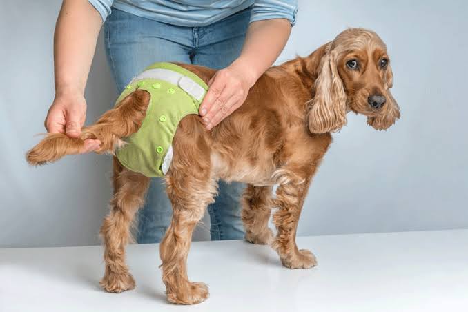 Disposable Dog Diapers