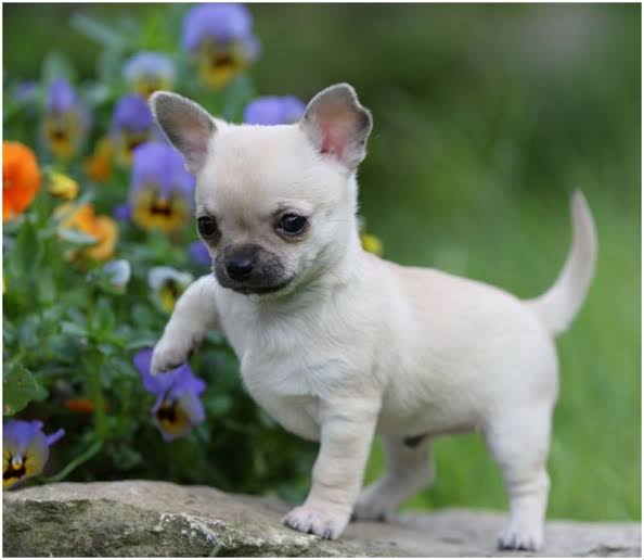 Chihuahua Habitat