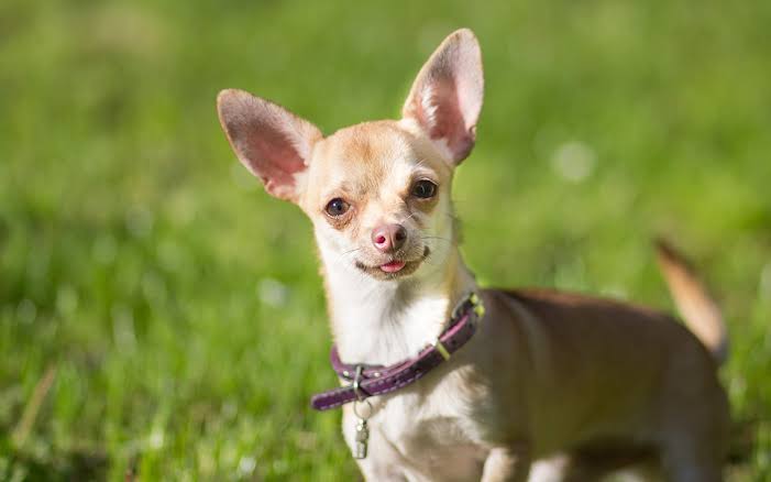 Chihuahua Habitat