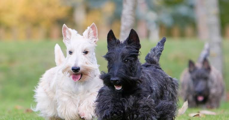 scottish terrier