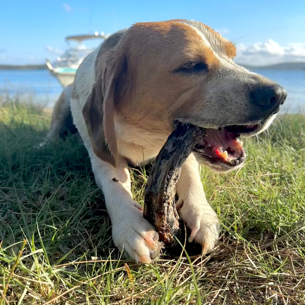 Turkey Necks For Dogs